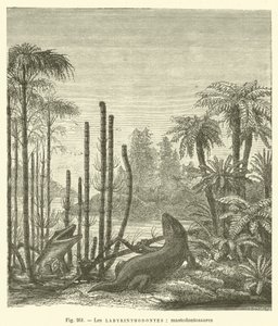 Les labyrinthodontes, mastodontosaures (gravering) av French School