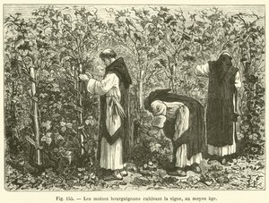 Burgundiske munker som dyrker vinstokker, i middelalderen (gravering) av French School