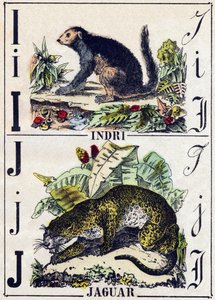 Bokstav I Indri (Lemurien); J Jaguar. Gravering i "" Alphabet des animaux sauvages"". 9. serie. Bilder av Epinal, Pellerin, trykkeri-utgiver, ca. 1870. Graveringer på tre, stensilert. 16 sider. Mål: 20 x 15 cm. Privat samling av French School