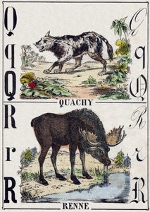 Bokstaven Q Quachy (søramerikansk løvehund); R Reinsdyr. Gravering i "" Alphabet des animaux sauvages"". 9. serie. Bilder av Epinal, Pellerin, trykkeri-utgiver, ca. 1870. Graveringer på tre, stensilert. 16 sider. Mål: 20 x 15 cm. Privat samling av French School