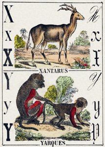 Bokstav X Xantarus; Y Yarques. Gravering i "Ville dyr alfabetet". 9. serie. Bilder av Epinal, Pellerin, trykkeri-utgiver, ca. 1870. Graveringer på tre, stensilert. 16 sider. Størrelse: 20 x 15 cm. Privat samling av French School