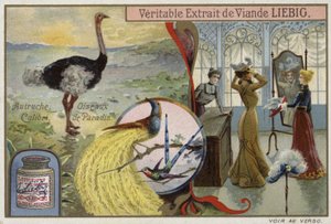 Liebig-kort med bilder av fugler av French School