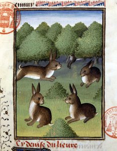 Hasen - in „Jagd Buch von Gaston Phoebus, Graf von Foix, Herr von Béarn“ von French School