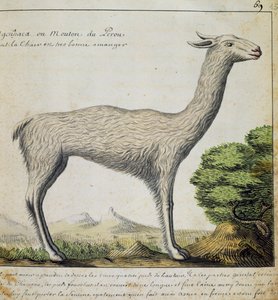 Lama, Peru, akvarell fra loggbok av Jacques Gouin de Beauchesne (1652-1730), kaptein for Compagnie royale de la Mer du Sud, fra 1698 til 1701, Frankrike av French School
