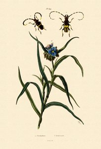 Longhorn Beetles, 1833-39 av French School