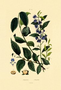 Lotus Plum, 1833-39 av French School