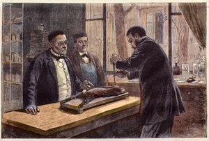 Louis Pasteur (1822-1895), fransk kjemiker og mikrobiolog, eksperimenterte på en kloroformert kanin under søket etter en kur mot rabies. av French School