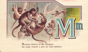 M: Brosjyrer av makaker i menasjeriet deres, Disse apene viser sitt sanne matoiserie av French School