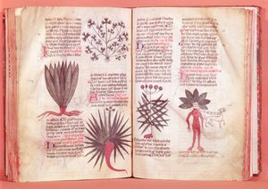 Mandrake, fra en traktat av Dioscorides (40-c.90 e.Kr.) av French School