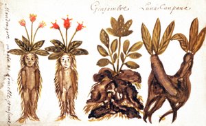 Mandrake, ingefær, Luna Campana av French School