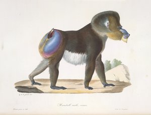 Mandrill, hann, gammel. En gammel mandrillbavian, fra Natural History of Mammals (farge litho) av French School