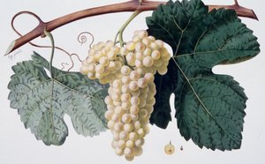 Marsanne druesort (Cotes du Rhone), ampelografi av French School