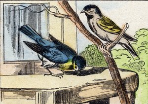 Mesange. Gravering i "Buffon Alphabet des Oiseaux n 1". 3. Serie N 1. Avbildning av Epinal, Epinal, sent på 1800-tallet. 16 sider. Mål: 28x21cm av French School