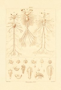 Metamorfose, 1833-39 av French School