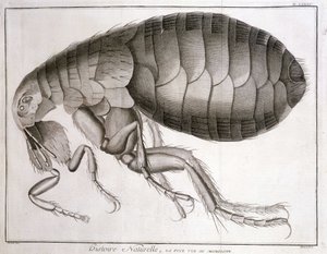 Mikroskop - i "Encyclopedia", Diderot et d'Alembert av French School