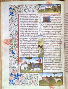 Ms 3717 jakthunder, fra Livre de la Chasse av Gaston Phebus de Foix (1331-91) (vellum) av French School