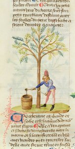 Ms Est 28 M.5.9 fol.165r Samler terpentin, fra Grand Herbier av Pedanius Dioscorides (ca. 40-90 e.Kr.) av French School
