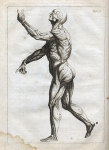 Menneskelige muskler - - gravering i "Abstrakt anatomi, tilpasset kunsten å male og skulptur" " - 1760 av French School