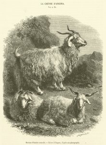 Naturhistorisk museum, Geiter av Angora (gravering) av French School