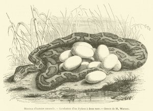 Museum of Natural History, inkubasjon av en to-stripet pyton (gravering) av French School