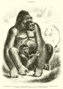 Naturhistorisk museum, Gorillaen (gravering) av French School