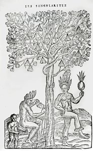 Nana fuit, medisinsk plante, illustrasjon fra Singularities of France Antarctique, av Andre de Thevet, 1558 av French School