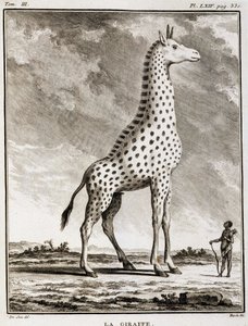 Natural History Plate: La Giraffe - i "" Natural History, General and Particular"" av Buffon av French School