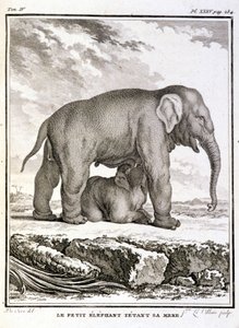 Natural History Plate: The Little Elephant Taunting Her Mother - i "" Natural History, General and Particular"" av Buffon av French School