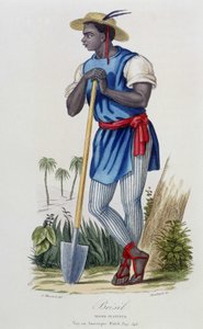 Negroplanter av Brasil - i "" Bibliotheque Universelle des Voyages"" av Albert-Montémont, red. Armand-Aubree, Paris av French School
