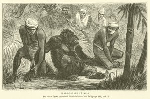 Orang-Outang Et Mias (gravering) av French School