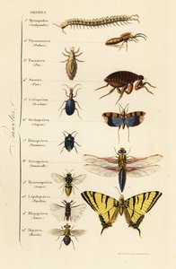 Bestillinger av insekter av French School
