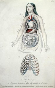 Organer i bryst og mage, fra 'Hygiene et Maladies de la Poitrine et de la Voix' av H. Croshiles, Paris av French School