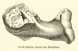 Hvalbein funnet rue Dauphine av French School