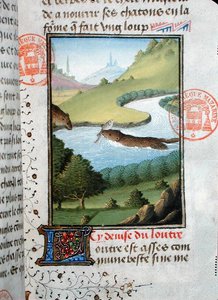 Oter som fanger en fisk, fra Livre de la Chasse av Gaston Phebus de Foix (1331-91) (vellum) av French School