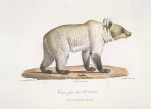 Bjørn fem fra Asturias. Kvinnelig spansk brunbjørn, fra Natural History of Mammals (farge litho) av French School