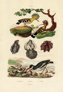 Østers, 1833-39 av French School