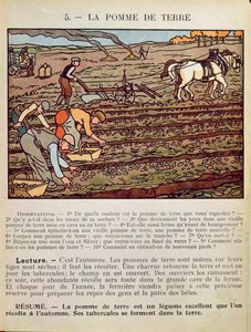 Side fra en skolebok som illustrerer dyrkingen av poteten, ca. 1910 av French School