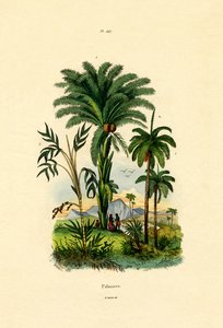 Palmetrær, 1833-39 av French School