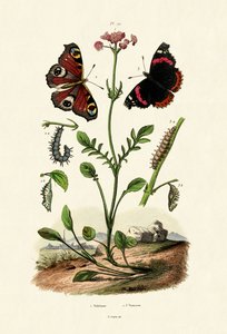 Påfuglsommerfugl, 1833-39 av French School