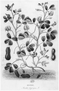 Peanøtt (Arachis hypogaea) av French School