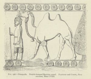 Persepolis, dobbeltpuklet baktrisk kamel av French School