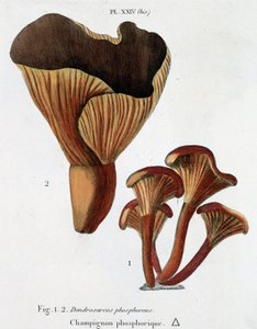 Fosforsopp i Jean Jacques Paulet "" Treatise on mushrooms "", slutten av 1700-tallet av French School