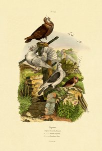 Duer, 1833-39 av French School