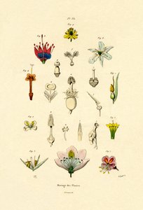 Planteavl, 1833-39 av French School