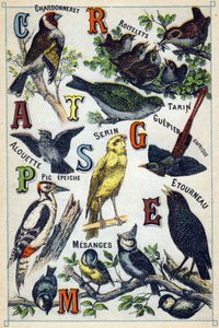 Tallerken 1: Gullfink, Wrens, Siskin, Lerke, Kanarifugl, afrikansk bieter, hakkespett, stær, chickadees. Gravering i "Syllabary alfabet av fugler"". Serie A. Pellerin et Cie, trykkerier-forlag, Epinal, slutten av 1800-tallet. Kromolitografier. Liten 8- av French School
