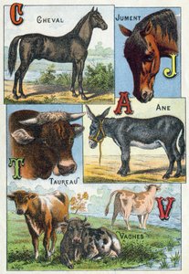 Plate 1: Hest, hoppe, Tyr, esel, kyr. Gravering i "Syllabary alfabet av husdyr og gårdsplass". Serie A. Pellerin et Cie, trykkerier-forlag, Epinal, slutten av 1800-tallet. Kromolitografier . Mål: 19,5 x 13,5 cm av French School