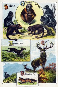 Plate 1: Aper, orangoutan, antilope, hjort, rev. Gravering i "Syllabary alfabet av ville dyr". Serie A. Pellerin et Cie, trykkerier-utgivere, Epinal, slutten av 1800-tallet. Kromolitografier. Lite 8-siders reklamealbum som inneholder et pensum og av French School