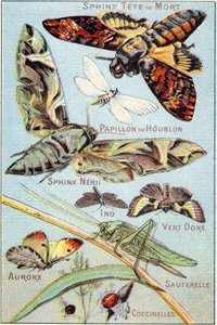 Plate 1: Skull Sphinx, Hop Butterfly, Sphinx Neri, Ino, Gold Green, Aurora, Grasshopper, Ladybirds. Gravering i "Syllabary alfabet av sommerfugler og insekter"". Serie A. Pellerin et Cie, trykkerier-forlag, Epinal, slutten av 1800-tallet. Kromolitografier. av French School