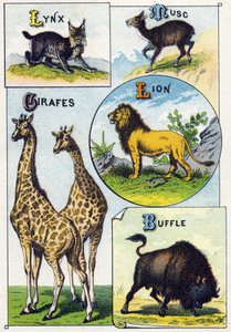 Plate 3: Gaupe, Musk, Giraffer, Løve, Bøffel. Gravering i "Syllabary alfabet av ville dyr". Serie A. Pellerin et Cie, trykkerier-forlag, Epinal, slutten av 1800-tallet. Kromolitografier . Lite 8-siders reklamealbum som inneholder et pensum og en ima av French School