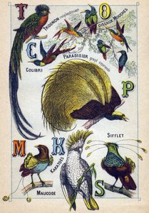 Plate 3: Skinnende kjerne, Fluefugler, Hummingbird, Emerald Paradise, Kakatoes, Whistle, Maucode. Gravering i "Syllabary alfabet av fugler"". Serie A. Pellerin et Cie, trykkerier-forlag, Epinal, slutten av 1800-tallet. Kromolitografier. Liten 8-siders rekl av French School